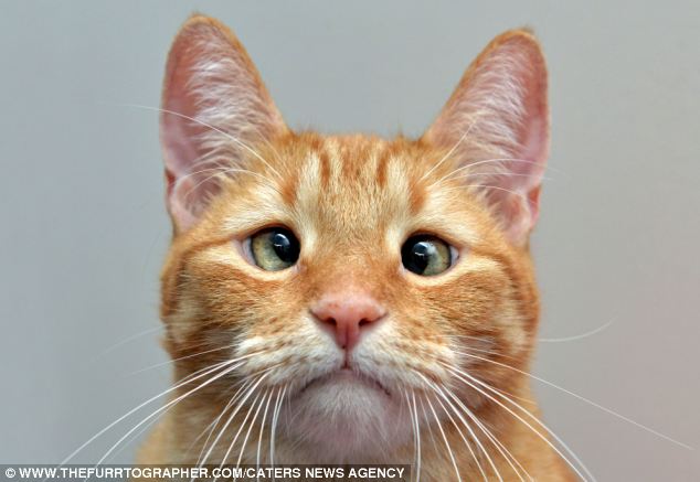 Jarvis the crosseyed cat
