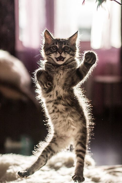 Dancing cat.