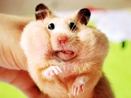 math_hamster