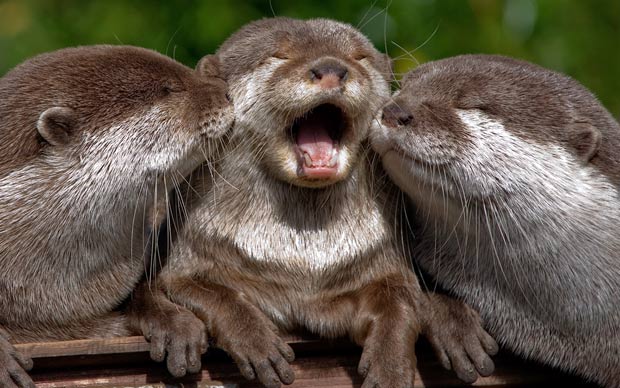 math_three_otters